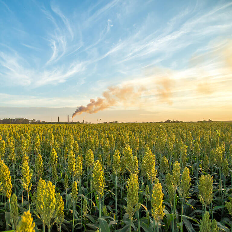 A sorghum field under a blue sky with wispy clouds.